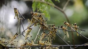 criquets-pelerins-acridienne